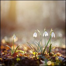 Victoria 2 Elder law and power of attorney and mental health review tribunal